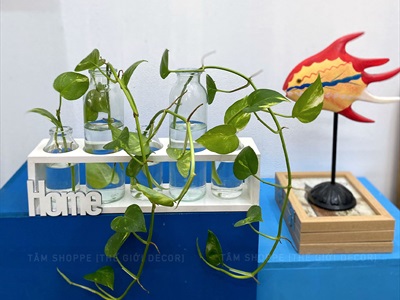 Bộ khung gỗ chữ nhật kèm lọ thuỷ tinh cắm hoa thuỷ canh [3 màu - 3 size] BINHLOHOA-05